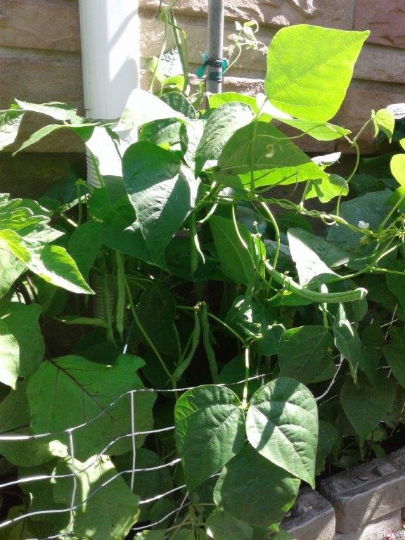 Here's one of two varieties of pole beans.. They grew up to six feet high!